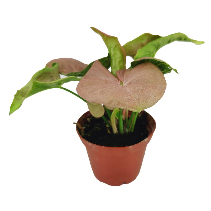 Syngonium Neon Robusta, Pink Arrowhead Vine Plant, colorful foliage houseplant, variegated plant, pink houseplant, easy to care for air-purifying houseplant, small syngonium neon robusta