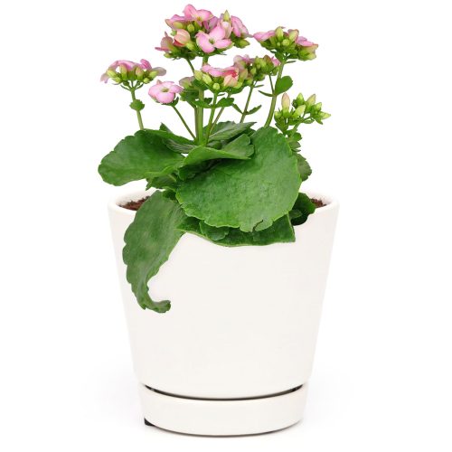 Kalanchoe blossfeldiana Calandiva Pink, Canlandiva for sale, pink flower houseplant, easy care flowering plant for homes and office, best gift plant ideas, flowering houseplant, colorful houseplant for sale