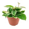 Variegated Hoya Carnosa, variegated hoya carnosa compacta, variegated hoya plant, variegated hoya rope plant, types of variegated hoya, variegated hoya carnosa care, low light houseplants, easy to grow houseplants