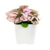 best place to buy outdoor plants online, pink polka dot plant outdoors, pink polka dot splash plant, hypoestes 'pink', hypoestes pink splash care, hypoestes pink plant, pink hypoestes care, how to take care of pink polka dot plant