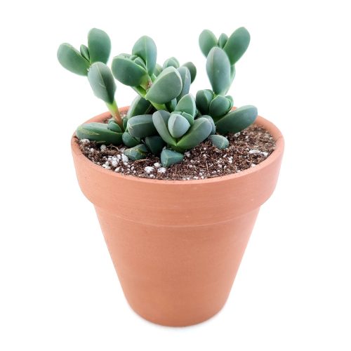 corpuscularia lehmannii ice plant, succulents store in CA, succulents shop in California, Rare succulents, succulent plant, Succulents, cactus, succulent care, how to grow succulents, corpuscularia lehmannii ice plant in California, How to grow corpuscularia lehmannii ice plant, crassula, crassula plant, crassula succulent, crassula types, crassula varieties, types of crassula, crassula species, crassulas, succulent crassula