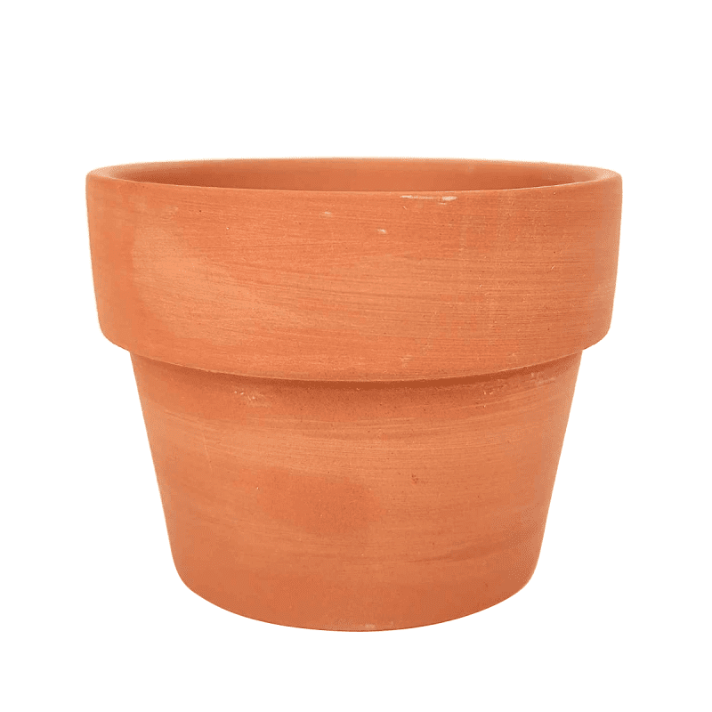 Variegated Corn Cob Cactus for sale online, Variegated Corn Cob Cactus in terracotta clay pot, gift ideas