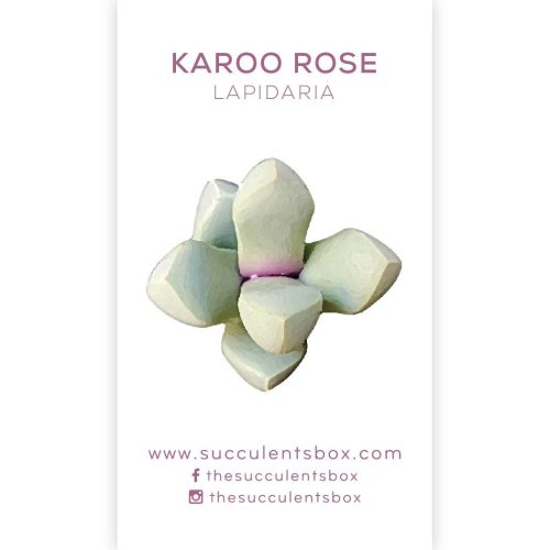 Succulent ID Cards for sale, Airplant ID Cards for sale, Succulent Care Cards, ID Cards for Specific Succulents, Identifying Types of Succulents, Types of Succulent Plants, How to identify Types of succulents, Succulents Gift Ideas, How to care for Types of Succulents