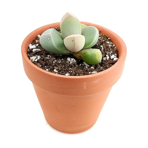 Lapidaria margaretae for sale, succulent plant, succulent care, succulent subscription, Rare succulents, monthly succulents, how to grow succulents, succulents store in CA, succulents shop in California, Lapidaria margaretae in California, How to grow Lapidaria margaretae, rare succulents, rare succulents for sale, unique succulents, buy succulents online, rare succulent, succulent shop, unusual succulents, succulent store, succulents online 