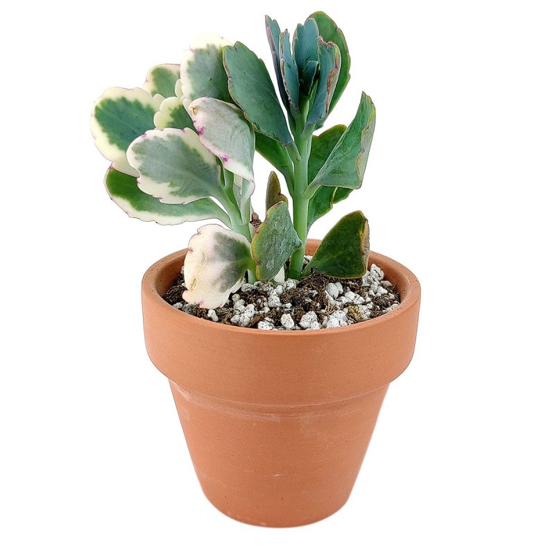 Lavender Scallops Kalanchoe, succulents shop in California, succulent care tips, succulent care guide, succulents garden, Rare succulents, succulent subscription, succulent care, monthly succulents, Lavender Scallops Kalanchoe in California, How to grow Lavender Scallops Kalanchoe