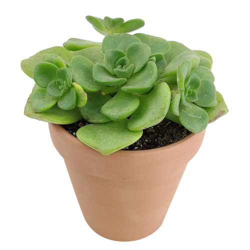 Aeonium Lily Pad, succulent plant, Succulents shop near me, how to grow succulents, monthly succulents, Succulents, succulent care guide, cactus, indoor succulents, Aeonium Lily Pad in California, How to grow Aeonium Lily Pad