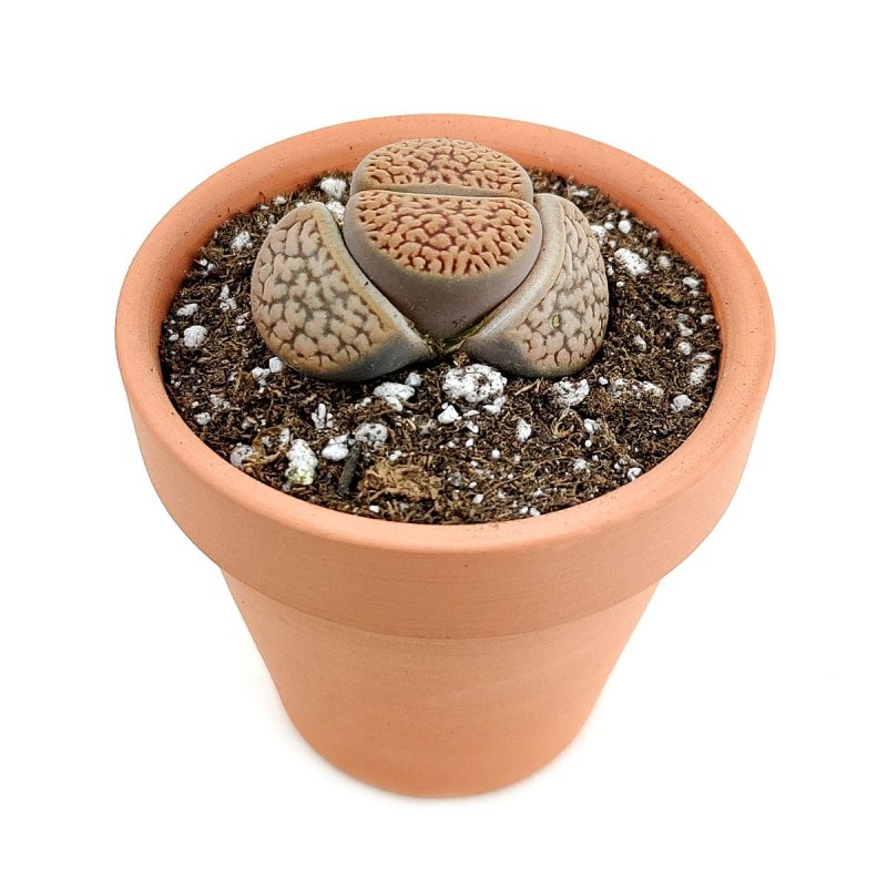 Lithop for sale, Rare succulents, succulent care guide, indoor succulents, Succulents, succulent plant, cactus, succulent care, Succulents shop near me, Lithop in California, How to grow Lithop,, rare succulents, rare succulents for sale, unique succulents, buy succulents online, rare succulent, succulent shop, unusual succulents, succulent store, succulents online,  indoor succulents.