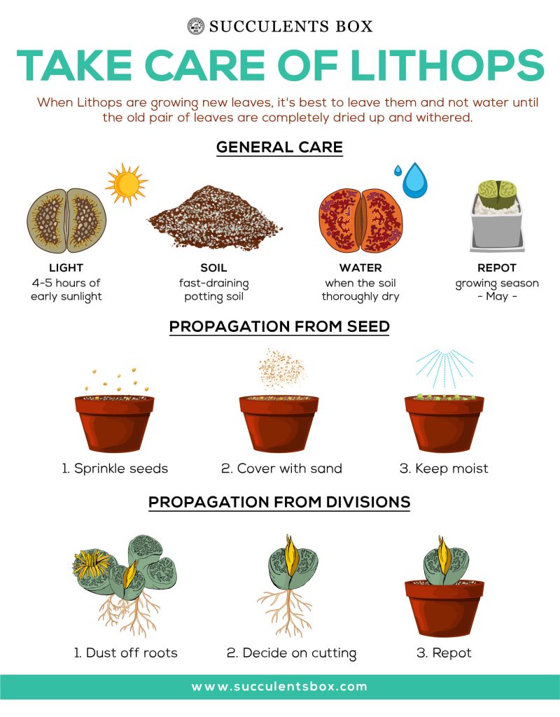 lithops 02