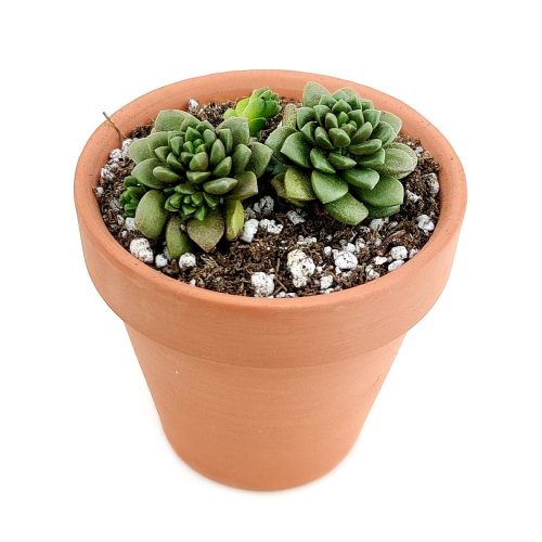 sedum little gem, cremnosedum little gem, succulents garden, succulents shop in California, succulent subscription, Succulents shop near me, how to grow succulents, succulent care tips, cactus, succulent plant, sedum little gem in California, How to grow sedum little gem