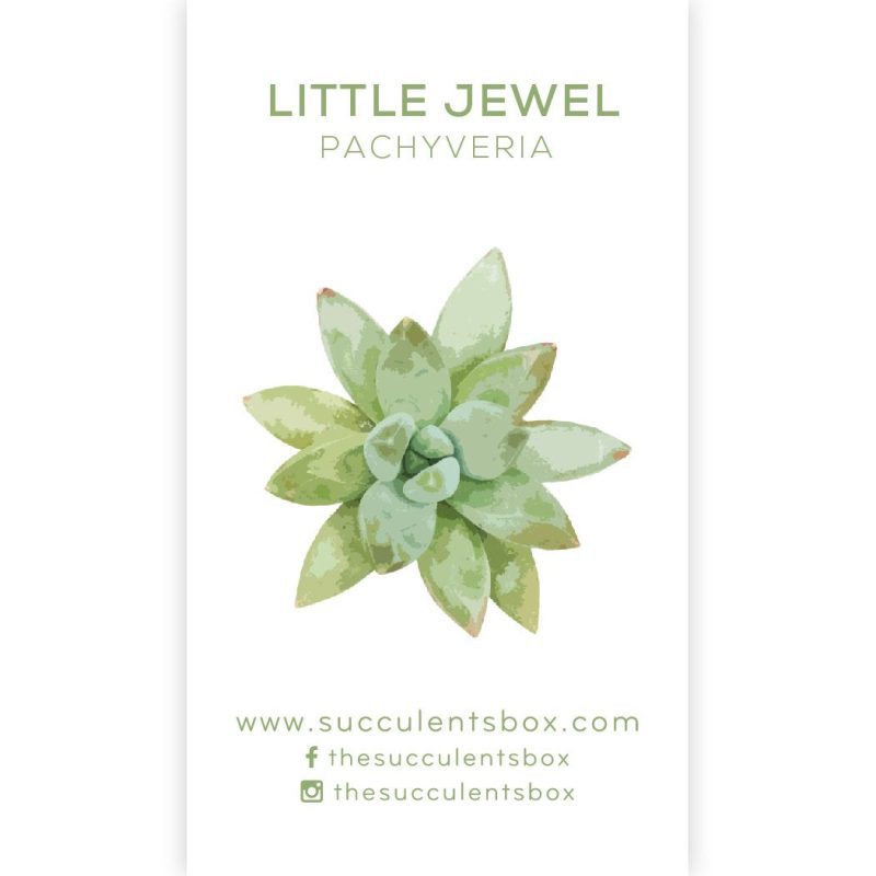 Succulent ID Cards for sale, Airplant ID Cards for sale, Succulent Care Cards, ID Cards for Specific Succulents, Identifying Types of Succulents, Types of Succulent Plants, How to identify Types of succulents, Succulents Gift Ideas, How to care for Types of Succulents