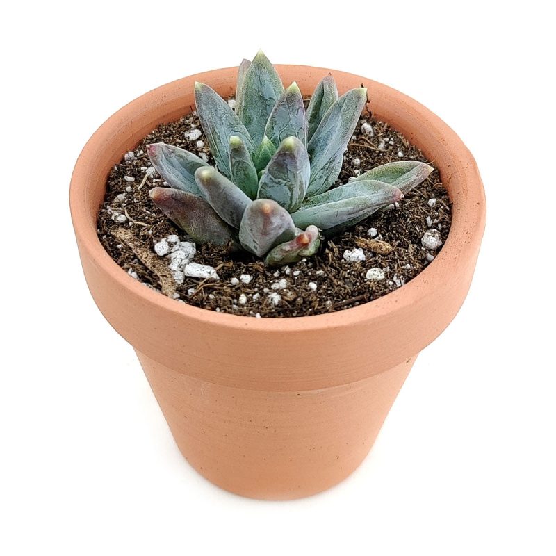 pachyveria glauca for sale, succulents shop in California, cactus, Rare succulents, indoor succulents, how to grow succulents, succulent care, succulent care guide, Succulents shop near me, pachyveria glauca in California, How to grow pachyveria glauca, rare succulents, rare succulents for sale, unique succulents, buy succulents online, rare succulent, succulent shop, unusual succulents, succulent store, succulents online