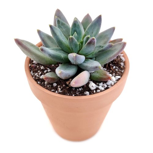 pachyveria glauca for sale, succulents shop in California, cactus, Rare succulents, indoor succulents, how to grow succulents, succulent care, succulent care guide, Succulents shop near me, pachyveria glauca in California, How to grow pachyveria glauca, rare succulents, rare succulents for sale, unique succulents, buy succulents online, rare succulent, succulent shop, unusual succulents, succulent store, succulents online