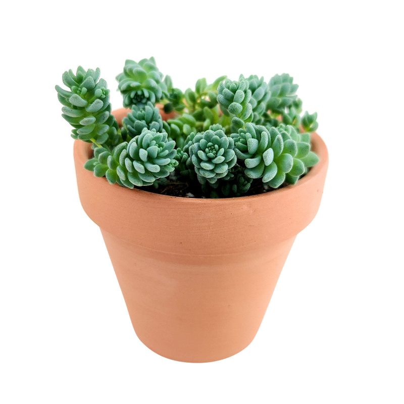 sedum dasyphyllum major, corsican stonecrop, succulent care tips, indoor succulents, succulent care, succulents shop in California, Rare succulents, succulents garden, succulent care guide, succulent plant, sedum dasyphyllum major in California, How to grow sedum dasyphyllum major