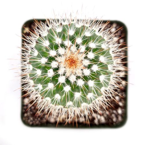 Mammillaria Spinosissima cactus for sale, Red-headed Irishman cactus, Pincushion cactus, Red Spines Cactus Succulent, Unique Cactus Gift Ideas, Cactus Decor, Rare Cactus Plant, cactus, cactus succulent, succulent cactus, cacti, cactus and succulents, succulents box, succulent shop, buy succulents online