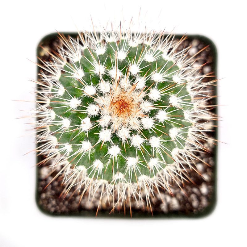 Mammillaria Spinosissima cactus for sale, Red-headed Irishman cactus, Pincushion cactus, Red Spines Cactus Succulent, Unique Cactus Gift Ideas, Cactus Decor, Rare Cactus Plant, cactus, cactus succulent, succulent cactus, cacti, cactus and succulents, succulents box, succulent shop, buy succulents online