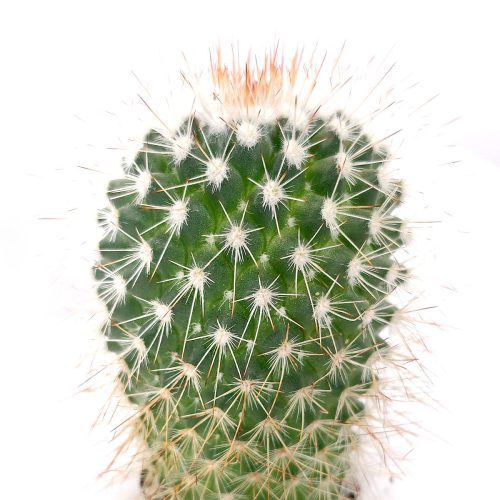 Mammillaria Spinosissima cactus for sale, Red-headed Irishman cactus, Pincushion cactus, Red Spines Cactus Succulent, Unique Cactus Gift Ideas, Cactus Decor, Rare Cactus Plant, cactus, cactus succulent, succulent cactus, cacti, cactus and succulents, succulents box, succulent shop, buy succulents online