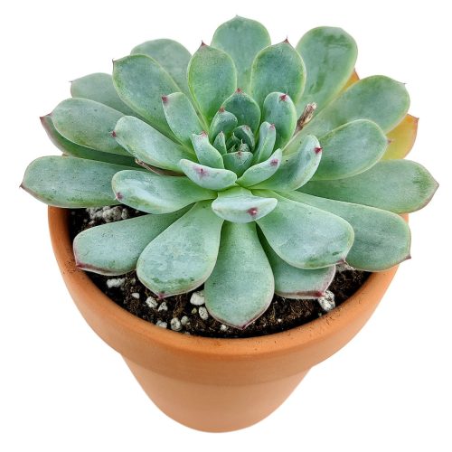 Echeveria Minima for sale, Rare succulents, succulent care, succulent subscription, Succulents shop near me, succulents store in CA, succulents garden, Echeveria Minima Blue Rosette in California, How to grow Echeveria Minima Blue Rosette, Succulents for thanksgiving, Thanksgiving succulents gift, Easter succulents idea, echeveria, echeveria succulent, echeveria types, succulent echeveria, buy succulents online, succulent shop, succulent store, echeveria plant, indoor succulents