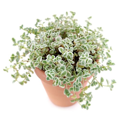 sedum little missy, little missy sedum, succulent care tips, succulent care, Succulents shop near me, indoor succulents, succulent care guide, how to grow succulents, cactus, succulents garden, sedum little missy in California, How to grow sedum little missy