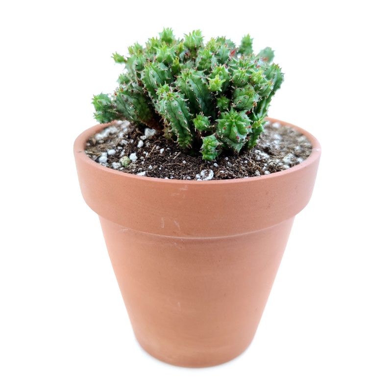 Euphorbia Cactus, Euphorbia Succulent, Monstrose Succulent, Euphorbias Plant, Unique Shape Plant, Rare Succulent, Monstrose Cactus, cactus, cactus succulent, succulent cactus, cacti, cactus and succulents, succulents box, succulent shop, buy succulents online