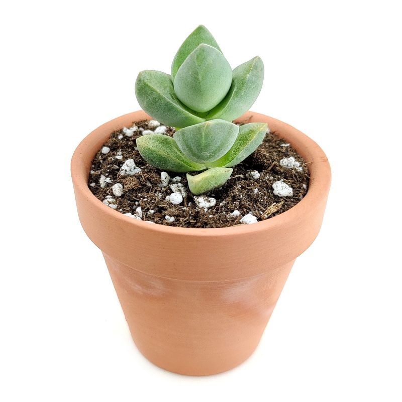 Crassula Moonglow for Sale, Succulents, Rare succulents, succulents store in CA, succulent care tips, succulent care guide, succulent care, succulent plant, monthly succulents, Crassula Moonglow in California, How to grow Crassula Moonglow, crassula, crassula plant, crassula succulent, crassula types, crassula varieties, types of crassula, crassula species, crassulas, succulent crassula