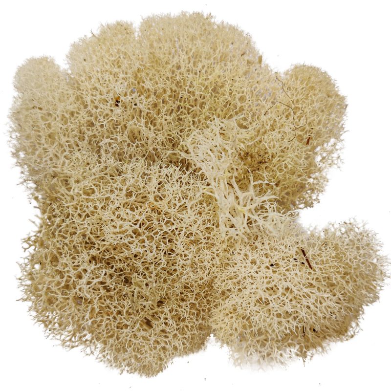 Preserved Reindeer Moss Floral Moss for sale, Garden Accessories, Miniature Garden Landscaping, DIY Terrarium Supplies, Dried Reindeer Lichen, Art Wall Decor, Florist Decor, Easter Table Decor, Terrariums, Wedding decor