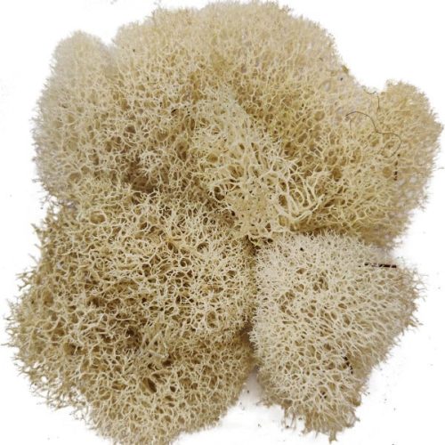 Preserved Reindeer Moss Floral Moss for sale, Garden Accessories, Miniature Garden Landscaping, DIY Terrarium Supplies, Dried Reindeer Lichen, Art Wall Decor, Florist Decor, Easter Table Decor, Terrariums, Wedding decor