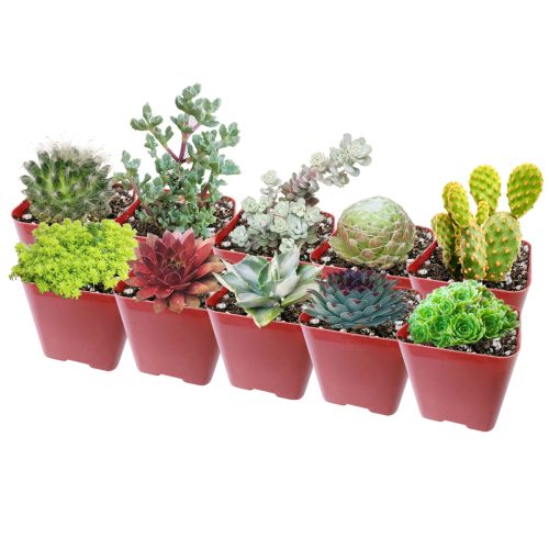 Winter Hardy Succulents Pack for sale, Caring for Succulents in Winter, Hardy Succulents, Cold Tolerant Succulents, Types of Outdoor Succulents for Extreme Cold Weather