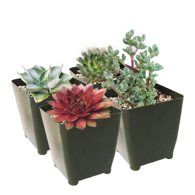 Winter Hardy Succulents Pack for sale, Caring for Succulents in Winter, Hardy Succulents, Cold Tolerant Succulents, Types of Outdoor Succulents for Extreme Cold Weather