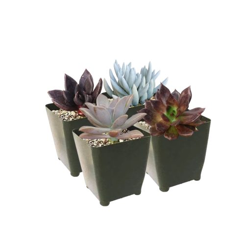 Black Succulents for Halloween, Scary Succulent for Halloween, Indoor Halloween Succulents, Spooky Halloween Succulents for Sale, Creepy Houseplants for Halloween, Succulents for Halloween 2023, Halloween Succulent Gift Ideas, Halloween Succulent Decorations, Halloween Succulent Ideas 2023