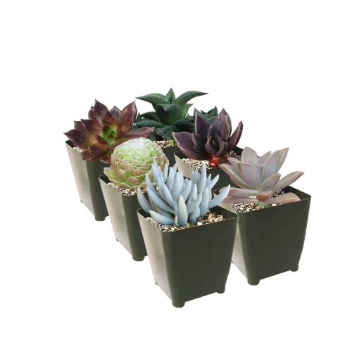 Black Succulents for Halloween, Scary Succulent for Halloween, Indoor Halloween Succulents, Spooky Halloween Succulents for Sale, Creepy Houseplants for Halloween, Succulents for Halloween 2023, Halloween Succulent Gift Ideas, Halloween Succulent Decorations, Halloween Succulent Ideas 2023