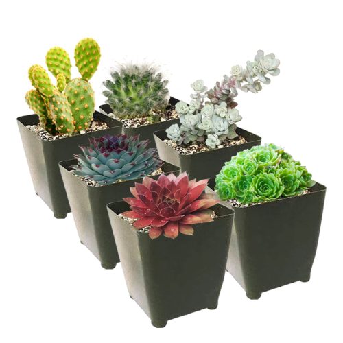 Winter Hardy Succulents Pack for sale, Caring for Succulents in Winter, Hardy Succulents, Cold Tolerant Succulents, Types of Outdoor Succulents for Extreme Cold Weather