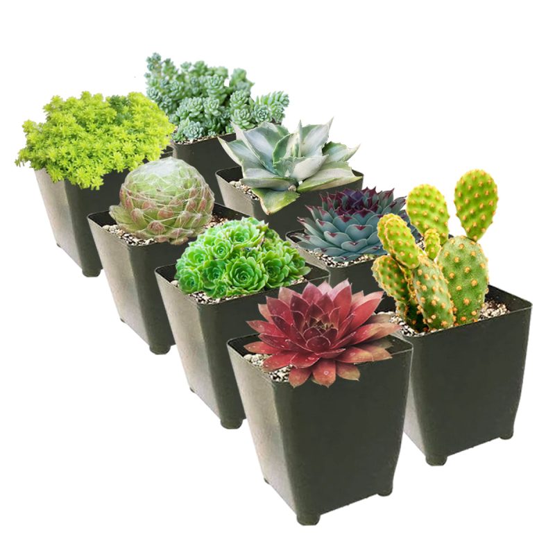 Winter Hardy Succulents Pack for sale, Caring for Succulents in Winter, Hardy Succulents, Cold Tolerant Succulents, Types of Outdoor Succulents for Extreme Cold Weather