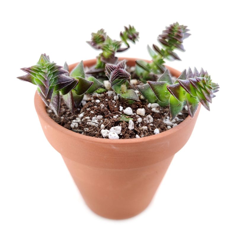 Tips for growing crassula capitella "Pagoda" indoor home garden, succulent subscription, Succulents, how to grow succulents, succulents shop in California, succulents garden, Rare succulents, cactus, succulent care guide, Crassula pagoda village in California, How to grow Crassula pagoda village, crassula, crassula plant, crassula succulent, crassula types, crassula varieties, types of crassula, crassula species, crassulas, succulent crassula