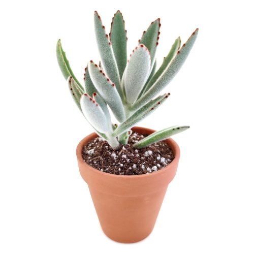 Kalanchoe Tomentosa for sale, succulent plant, cactus, succulent care guide, succulent care tips, Succulents, succulent care, monthly succulents, succulent subscription, Kalanchoe Tomentosa in California, How to grow Kalanchoe Tomentosa. indoor succulents.