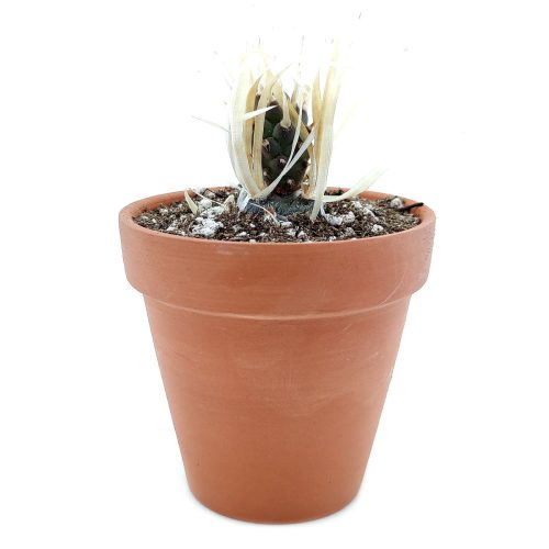 How to grow Paper spine cactus, indoor succulents, succulents garden, succulent subscription, monthly succulents, succulent care guide, succulent care tips, paper spine cactus in California,Succulents shop near me, how to grow succulents, succulents shop in California, Succulents, cactus, succulent plant, succulent care, succulents for sale, cactus, cactus succulent, succulent cactus, cacti, cactus and succulents, succulents box, succulent shop, buy succulents online