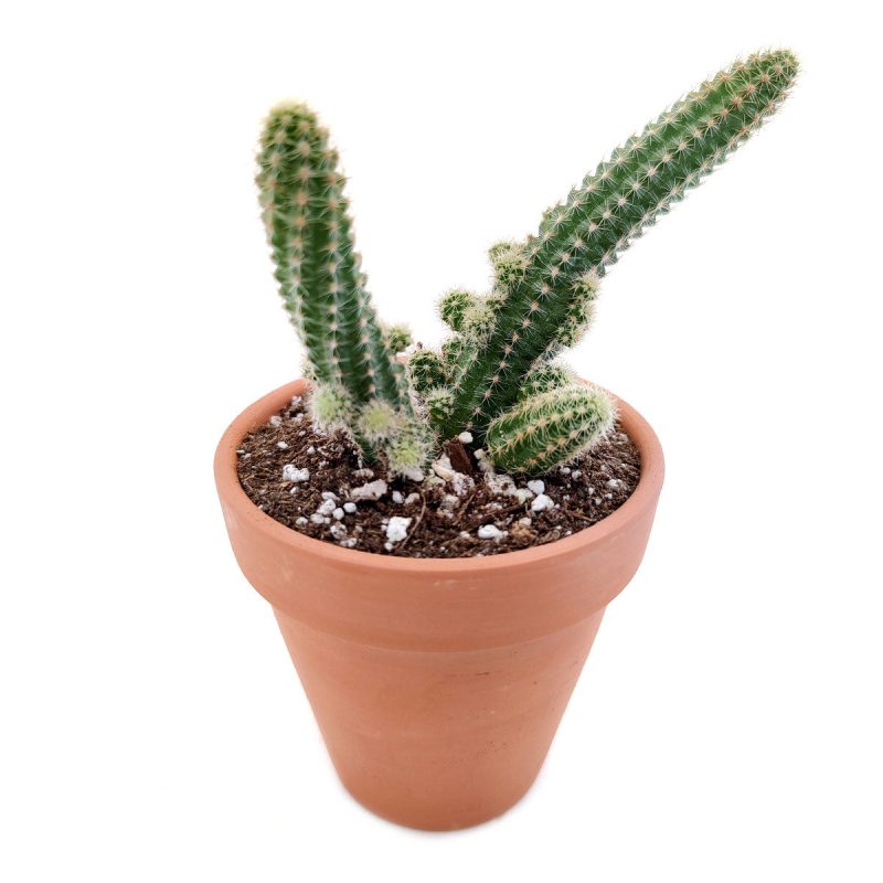 Peanut cactus for sale, Succulents shop near me, succulent subscription, Succulents, succulent plant, succulents shop in California, succulents store in CA, Rare succulents, indoor succulents, Peanut cactus in California, How to grow Peanut cactus, cactus, cactus succulent, succulent cactus, cacti, cactus and succulents, succulents box, succulent shop, buy succulents online