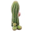 Peanut cactus for sale, Succulents shop near me, succulent subscription, Succulents, succulent plant, succulents shop in California, succulents store in CA, Rare succulents, indoor succulents, Peanut cactus in California, How to grow Peanut cactus, cactus, cactus succulent, succulent cactus, cacti, cactus and succulents, succulents box, succulent shop, buy succulents online