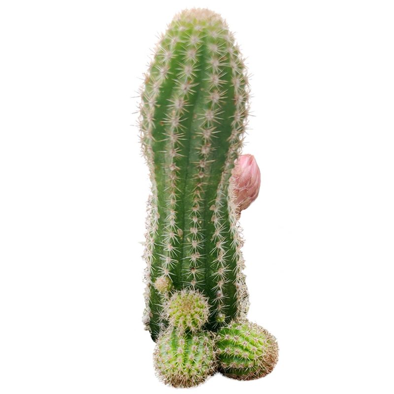 Peanut cactus for sale, Succulents shop near me, succulent subscription, Succulents, succulent plant, succulents shop in California, succulents store in CA, Rare succulents, indoor succulents, Peanut cactus in California, How to grow Peanut cactus, cactus, cactus succulent, succulent cactus, cacti, cactus and succulents, succulents box, succulent shop, buy succulents online