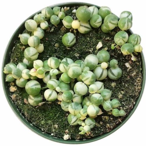 Variegated string of pearls for sale, succulent care, monthly succulents, Rare succulents, succulents store in CA, succulent care guide, succulent plant, succulent subscription, succulent care tips, Variegated string of pearls in California, How to grow Variegated string of pearls