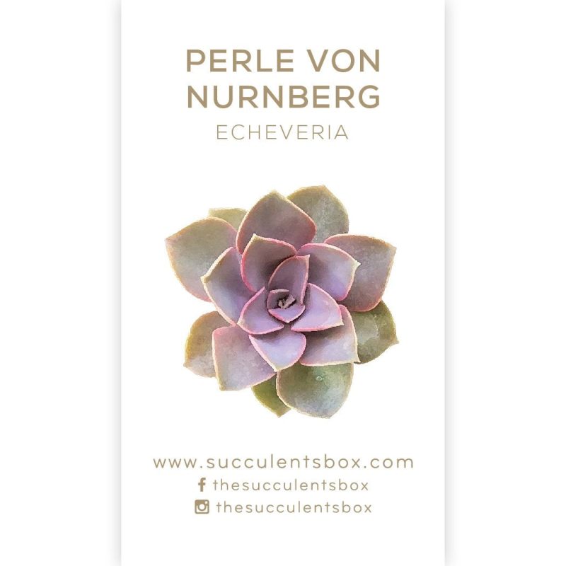 Succulent ID Cards for sale, Airplant ID Cards for sale, Succulent Care Cards, ID Cards for Specific Succulents, Identifying Types of Succulents, Types of Succulent Plants, How to identify Types of succulents, Succulents Gift Ideas, How to care for Types of Succulents, echeveria, echeveria succulent, echeveria types, succulent echeveria, buy succulents online, succulent shop, succulent store, echeveria plant