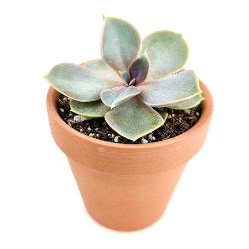 Echeveria perle von nurnberg, succulent subscription, succulents store in CA, succulent plant, indoor succulents, succulents shop in California, succulent care guide, succulent care, Echeveria Perle Von Nurnberg in California, How to grow Echeveria Perle Von Nurnberg, Echeveria for thanksgiving, How to care echeveria succulents for thanksgiving, echeveria, echeveria succulent, echeveria types, succulent echeveria, buy succulents online, succulent shop, succulent store, echeveria plant, indoor succulents