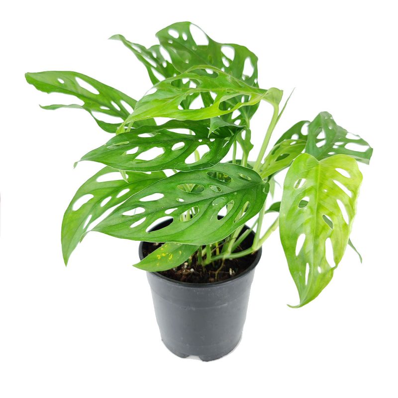 Swiss Cheese plant, Monstera adansonii, Monstera plant, plant with lacy leaves, best air-purifying plant, vining Monstera for hanging baskets