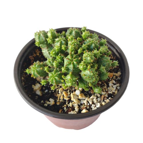 Euphorbia Cactus, Euphorbia Succulent, Monstrose Succulent, Euphorbias Plant, Unique Shape Plant, Rare Succulent, Monstrose Cactus, cactus, cactus succulent, succulent cactus, cacti, cactus and succulents, succulents box, succulent shop, buy succulents online