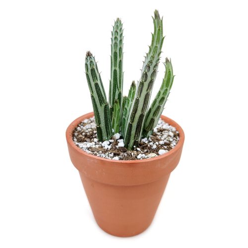 pickle plant, stapelia stemmed senecio, stapelioid kleinia, trailing jade, spider plant, inch worm, candle stick, candle plant, succulent box, succulent green, succulent planter, succulent nursery, growing succulent, live potted plant