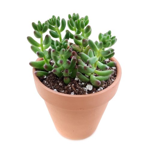 pink jelly bean sedum, pink jelly bean succulent, cactus, Rare succulents, Succulents shop near me, how to grow succulents, succulent care guide, Succulents, succulents shop in California, succulents store in CA, pink jelly bean sedum in California, How to grow pink jelly bean sedum