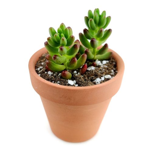 pink jelly bean sedum, pink jelly bean succulent, cactus, Rare succulents, Succulents shop near me, how to grow succulents, succulent care guide, Succulents, succulents shop in California, succulents store in CA, pink jelly bean sedum in California, How to grow pink jelly bean sedum