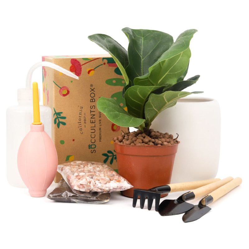 plant beginnerkit 1