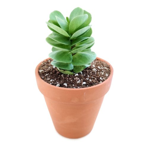 portulaca molokiniensis, 'ihi, succulent care, succulent subscription, cactus, Succulents shop near me, how to grow succulents, Rare succulents, indoor succulents, Succulents, portulaca molokiniensis in California, How to grow portulaca molokiniensis, rare succulents, rare succulents for sale, unique succulents, buy succulents online, rare succulent, succulent shop, unusual succulents, succulent store, succulents online