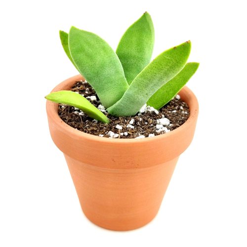 propeller plant, rare succulent, indoor succulents, succulent care, succulents garden, monthly succulents, cactus, succulents store in CA, how to grow succulents, Rare succulents, propeller plant in California, How to grow propeller plant, crassula, crassula plant, crassula succulent, crassula types, crassula varieties, types of crassula, crassula species, crassulas, succulent crassula