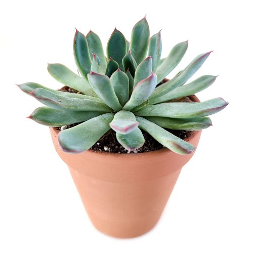 Pulido's Echeveria, rosette green blue, types of echeveria, succulent arrangement ideas, succulent wedding favors, succulent wedding centerpieces, succulent wedding bouquet